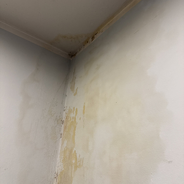 Odgrzybianie w Katowicach, nie osuszone mieszkanie po zalaniu, wykwit grzyba