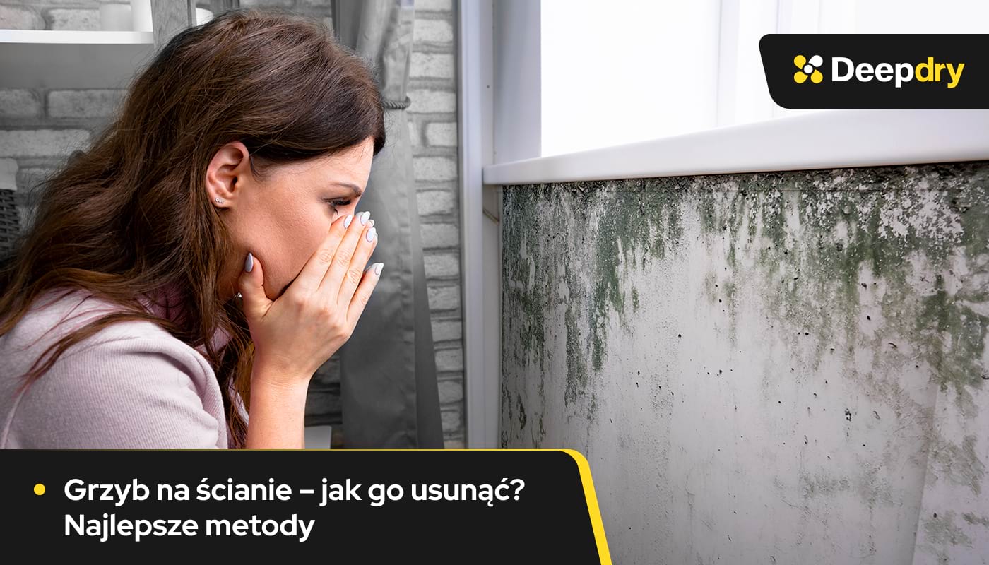 grzyb na ścianie - jak go usunąć, najlepsze metody