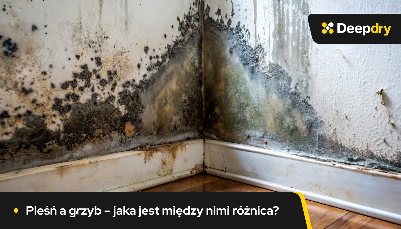 pleśń a grzyb różnica