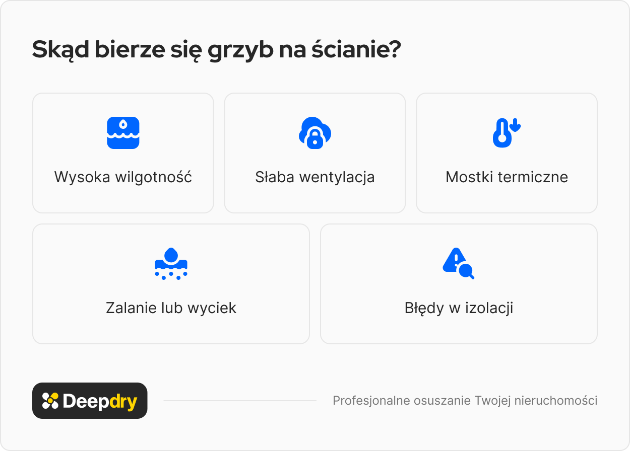 skąd się bierze grzyb na ścianie?