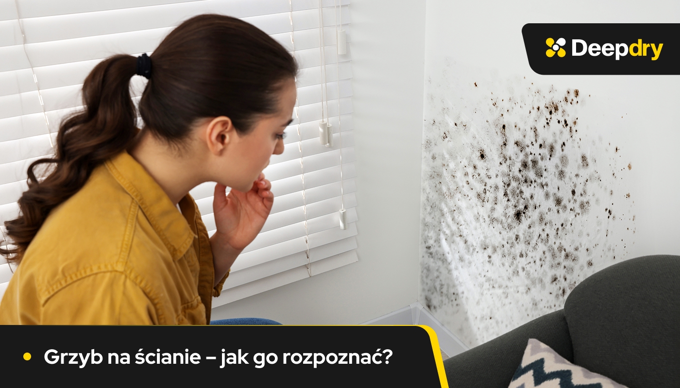 Grzyb na ścianie jak go rozpoznać